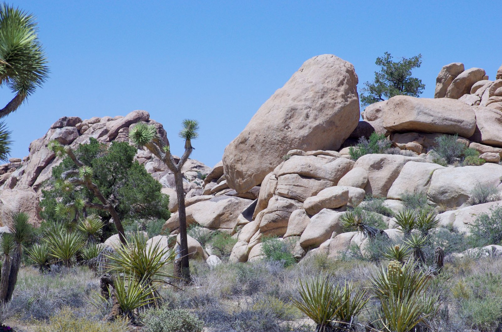 Joshua Tree 18